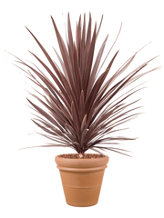 Cordyline australis 'Red Star' in Terra Cotta Office Plant With Pot 146cm Height 41cm Dia