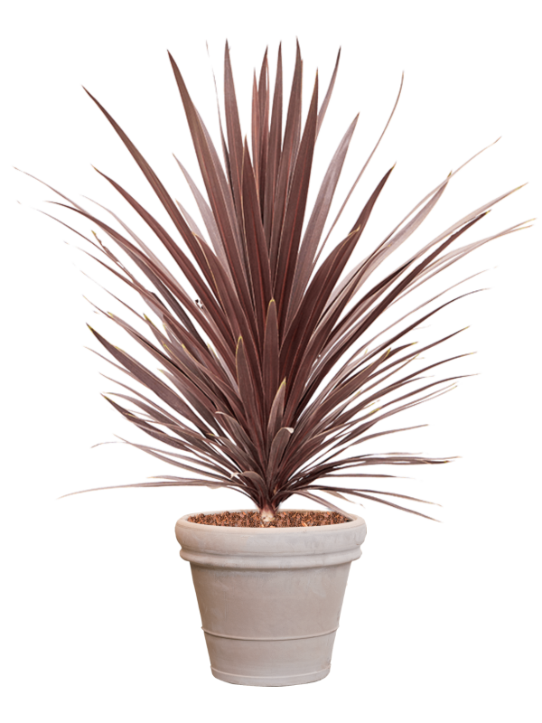 Cordyline australis 'Red Star' in Terra Cotta Office Plant With Pot 146cm Height 41cm Dia