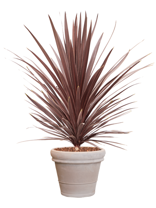 Cordyline australis 'Red Star' in Terra Cotta Office Plant With Pot 146cm Height 41cm Dia