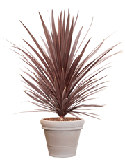 Cordyline australis 'Red Star' in Terra Cotta Office Plant With Pot 146cm Height 41cm Dia