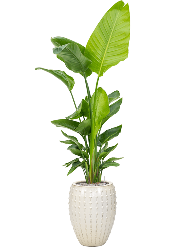 Strelitzia nicolai (120-160) in Laos Office Plant With Pot 201cm Height 29cm Dia