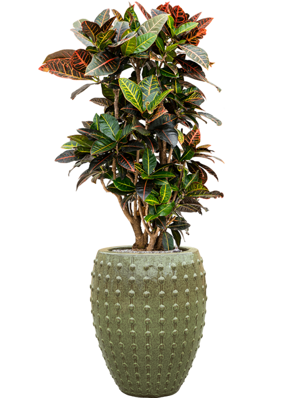 Croton (Codiaeum) variegatum 'Petra' in Laos Office Plant With Pot 143cm Height 29cm Dia