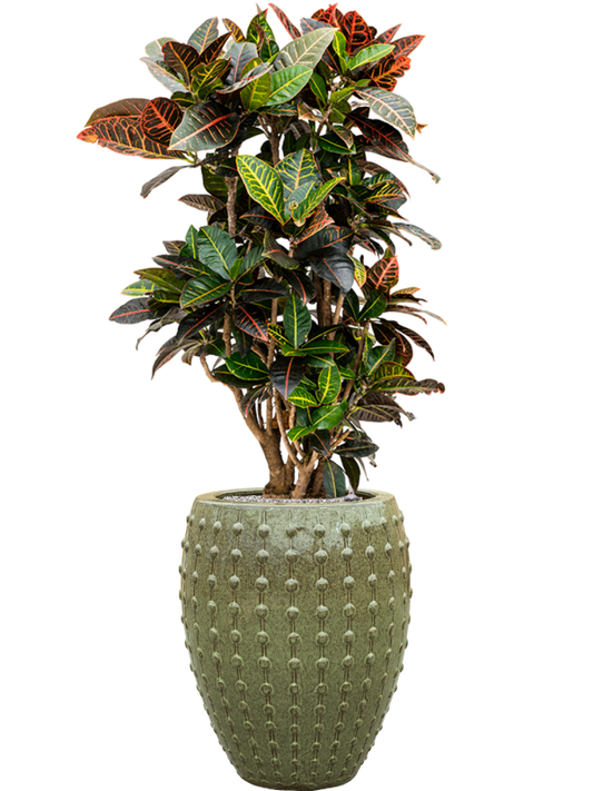 Croton (Codiaeum) variegatum 'Petra' in Laos Office Plant With Pot 143cm Height 29cm Dia