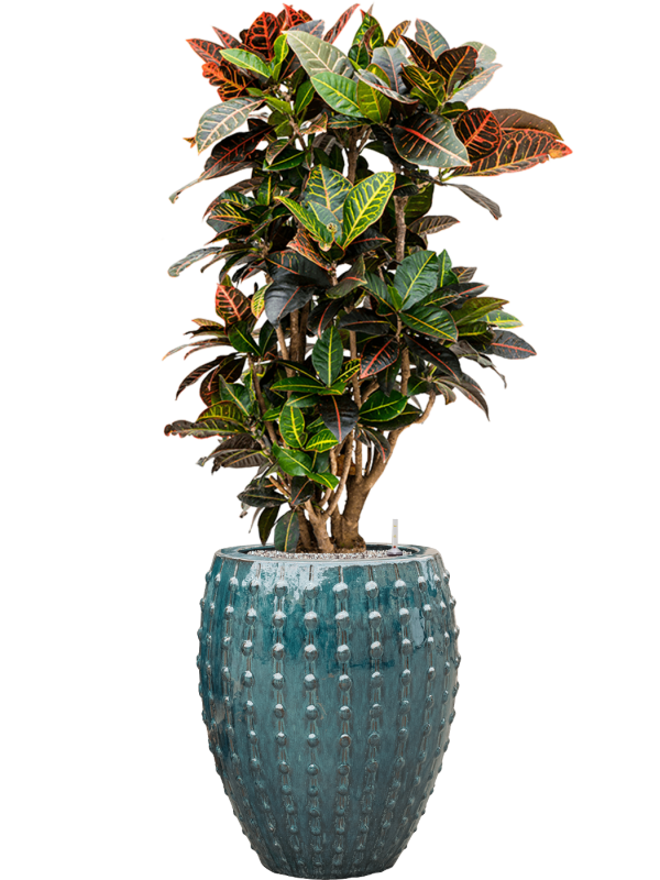 Croton (Codiaeum) variegatum 'Petra' in Laos Office Plant With Pot 143cm Height 29cm Dia