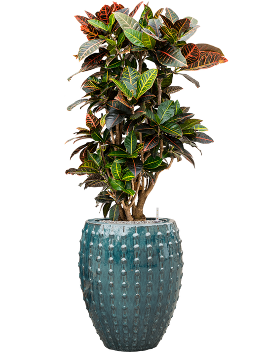 Croton (Codiaeum) variegatum 'Petra' in Laos Office Plant With Pot 143cm Height 29cm Dia