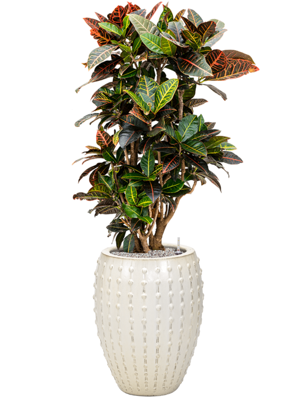 Croton (Codiaeum) variegatum 'Petra' in Laos Office Plant With Pot 141cm Height 29cm Dia