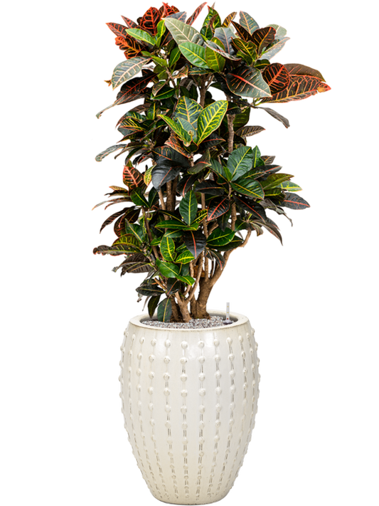 Croton (Codiaeum) variegatum 'Petra' in Laos Office Plant With Pot 141cm Height 29cm Dia