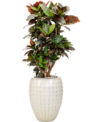 Croton (Codiaeum) variegatum 'Petra' in Laos Office Plant With Pot 141cm Height 29cm Dia