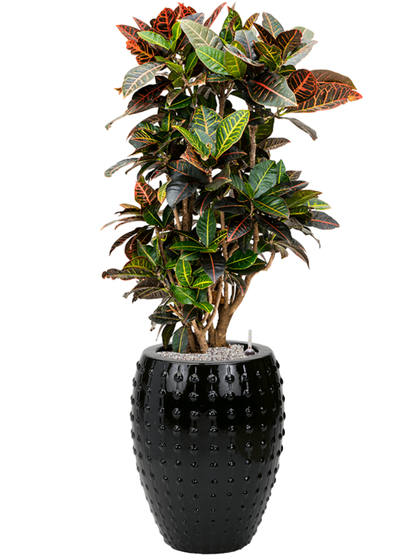 Croton (Codiaeum) variegatum 'Petra' in Laos Office Plant With Pot 141cm Height 29cm Dia