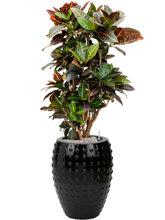 Croton (Codiaeum) variegatum 'Petra' in Laos Office Plant With Pot 141cm Height 29cm Dia