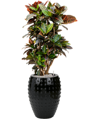 Croton (Codiaeum) variegatum 'Petra' in Laos Office Plant With Pot 141cm Height 29cm Dia