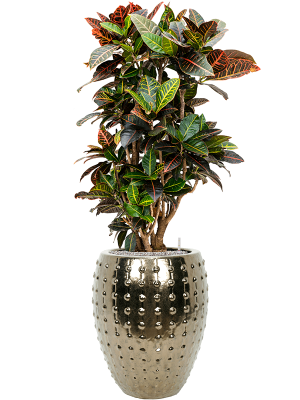 Croton (Codiaeum) variegatum 'Petra' in Laos Office Plant With Pot 143cm Height 29cm Dia