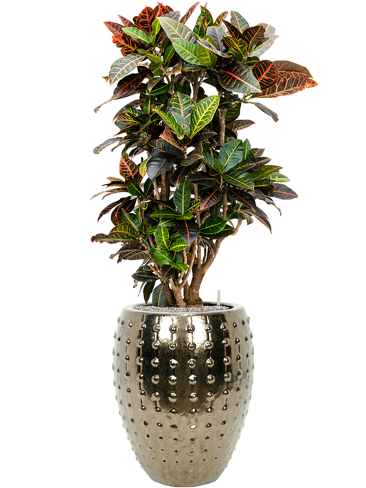 Croton (Codiaeum) variegatum 'Petra' in Laos Office Plant With Pot 143cm Height 29cm Dia