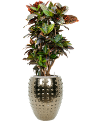 Croton (Codiaeum) variegatum 'Petra' in Laos Office Plant With Pot 143cm Height 29cm Dia