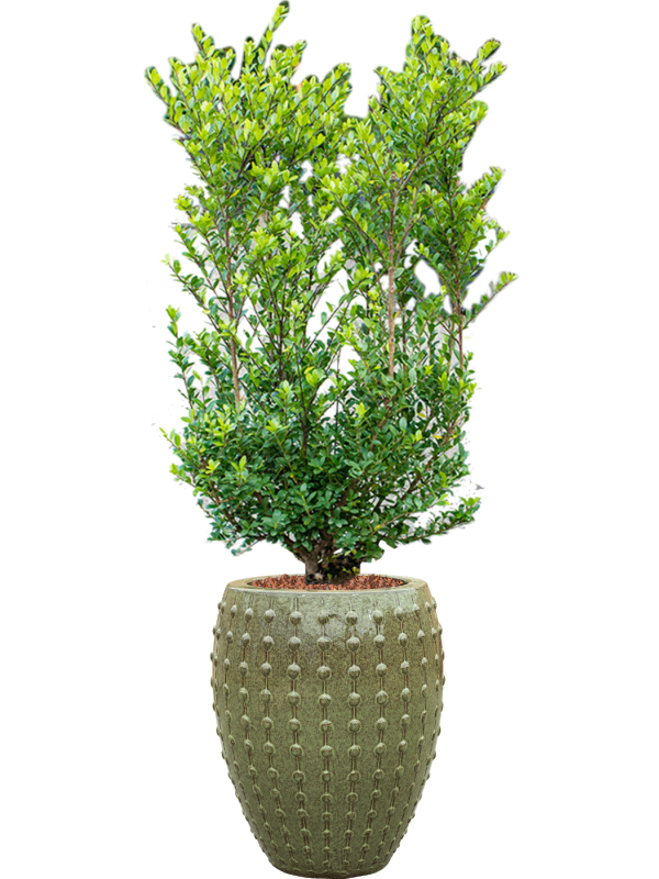 Ilex crenata 'Dark Green' in Laos Office Plant With Pot 158cm Height 29cm Dia