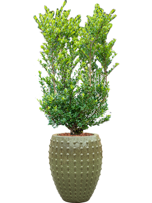 Ilex crenata 'Dark Green' in Laos Office Plant With Pot 158cm Height 29cm Dia