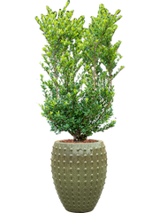 Ilex crenata 'Dark Green' in Laos Office Plant With Pot 158cm Height 29cm Dia