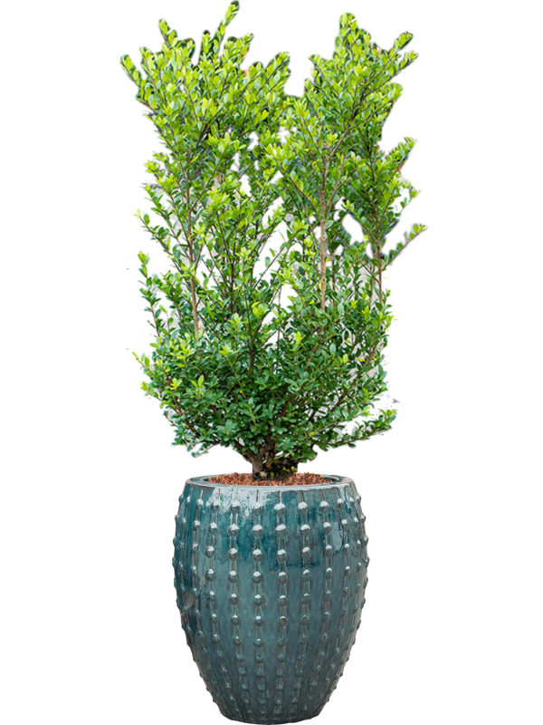 Ilex crenata 'Dark Green' in Laos Office Plant With Pot 158cm Height 29cm Dia