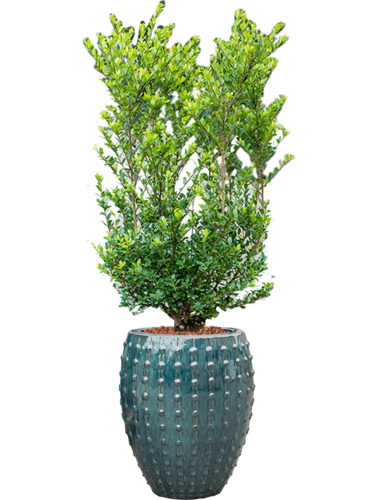 Ilex crenata 'Dark Green' in Laos Office Plant With Pot 158cm Height 29cm Dia