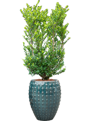 Ilex crenata 'Dark Green' in Laos Office Plant With Pot 158cm Height 29cm Dia