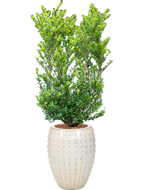 Ilex crenata 'Dark Green' in Laos Office Plant With Pot 156cm Height 29cm Dia