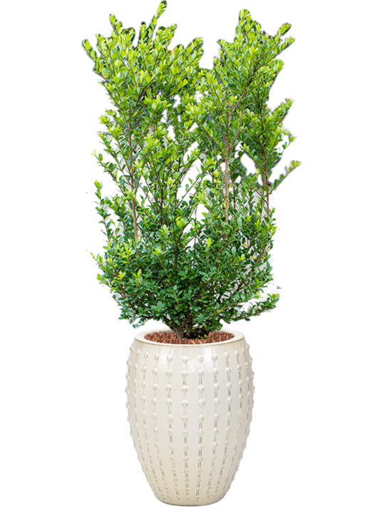 Ilex crenata 'Dark Green' in Laos Office Plant With Pot 156cm Height 29cm Dia