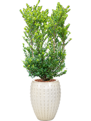 Ilex crenata 'Dark Green' in Laos Office Plant With Pot 156cm Height 29cm Dia