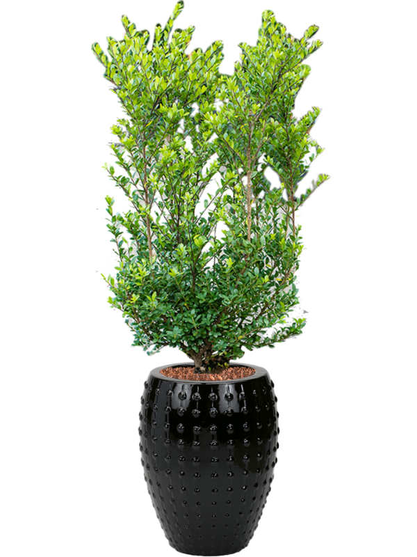 Ilex crenata 'Dark Green' in Laos Office Plant With Pot 156cm Height 29cm Dia