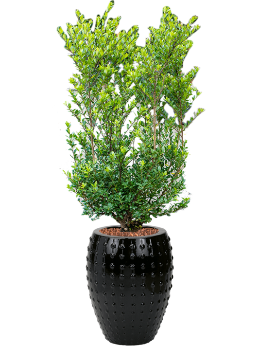 Ilex crenata 'Dark Green' in Laos Office Plant With Pot 156cm Height 29cm Dia