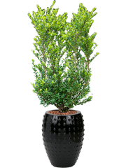 Ilex crenata 'Dark Green' in Laos Office Plant With Pot 156cm Height 29cm Dia