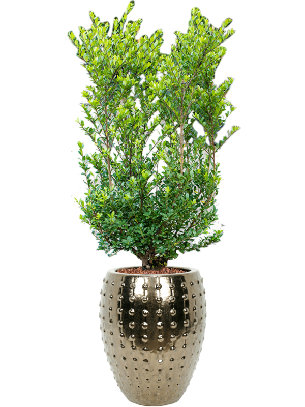 Ilex crenata 'Dark Green' in Laos Office Plant With Pot 158cm Height 29cm Dia