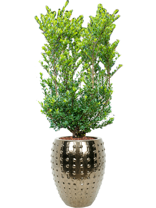 Ilex crenata 'Dark Green' in Laos Office Plant With Pot 158cm Height 29cm Dia