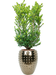 Ilex crenata 'Dark Green' in Laos Office Plant With Pot 158cm Height 29cm Dia