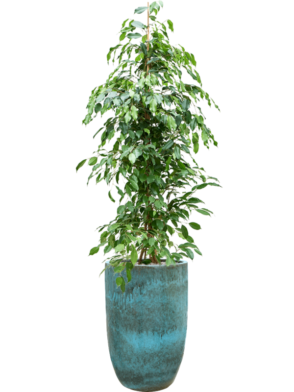 Ficus benjamina 'Exotica' in Pure Office Plant With Pot 185cm Height 37cm Dia