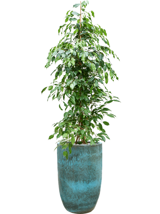 Ficus benjamina 'Exotica' in Pure Office Plant With Pot 185cm Height 37cm Dia