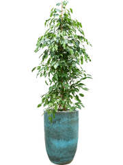 Ficus benjamina 'Exotica' in Pure Office Plant With Pot 185cm Height 37cm Dia