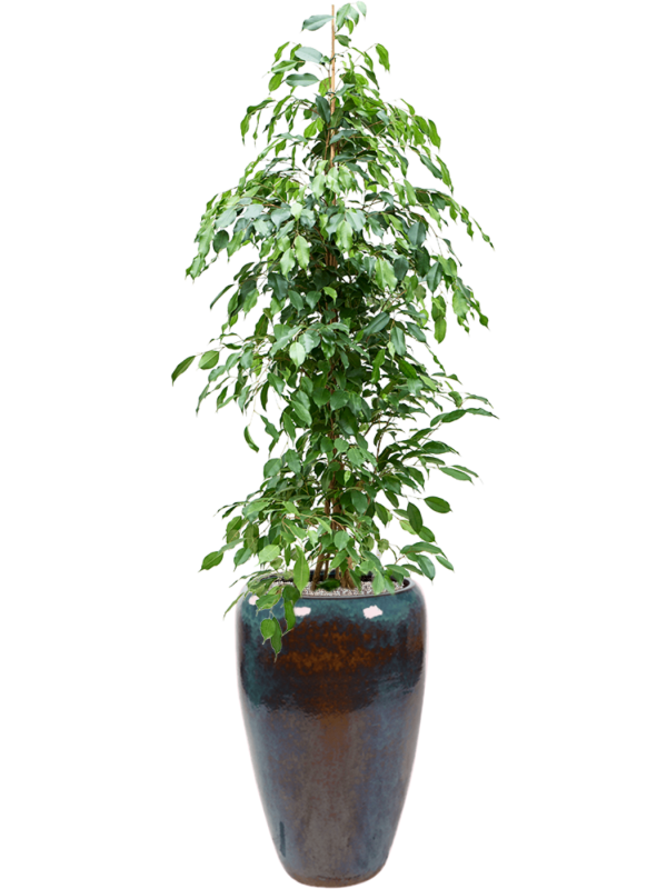 Ficus benjamina 'Exotica' in Mystic Office Plant With Pot 188cm Height 34cm Dia