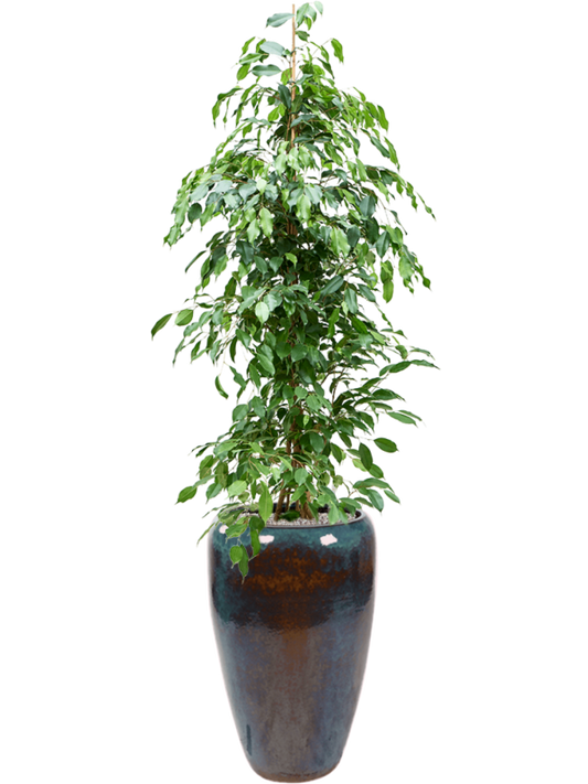 Ficus benjamina 'Exotica' in Mystic Office Plant With Pot 188cm Height 34cm Dia