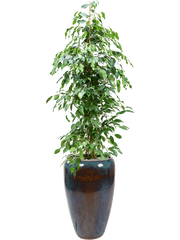 Ficus benjamina 'Exotica' in Mystic Office Plant With Pot 188cm Height 34cm Dia