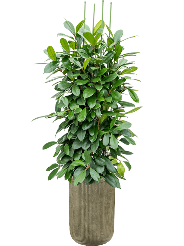 Ficus cyathistipula in Baq Vertical Rib Office Plant With Pot 221cm Height 41cm Dia