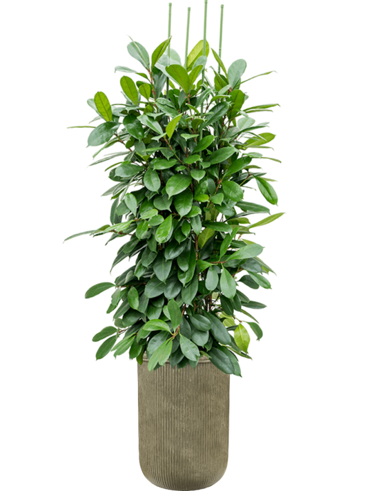 Ficus cyathistipula in Baq Vertical Rib Office Plant With Pot 221cm Height 41cm Dia