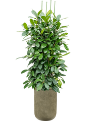 Ficus cyathistipula in Baq Vertical Rib Office Plant With Pot 221cm Height 41cm Dia