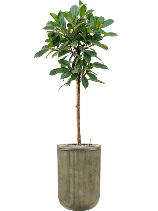 Ficus cyathistipula in Baq Vertical Rib Office Plant With Pot 202cm Height 41cm Dia