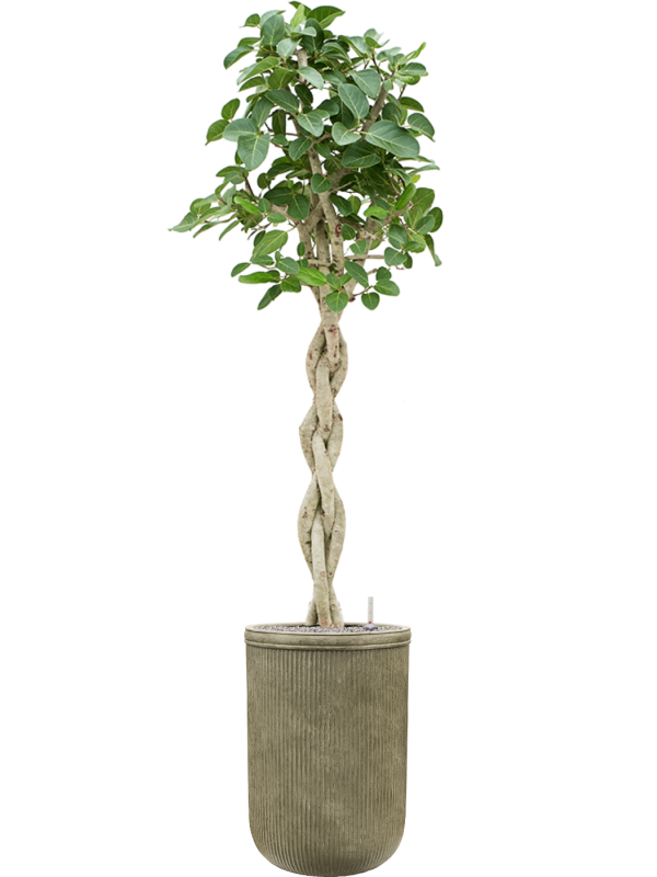 Ficus benghalensis 'Audrey' in Baq Vertical Rib Office Plant With Pot 223cm Height 41cm Dia