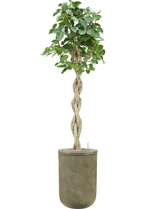 Ficus benghalensis 'Audrey' in Baq Vertical Rib Office Plant With Pot 223cm Height 41cm Dia