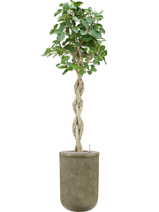 Ficus benghalensis 'Audrey' in Baq Vertical Rib Office Plant With Pot 223cm Height 41cm Dia