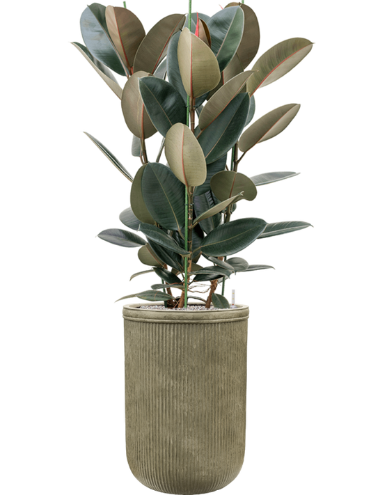 Ficus elastica 'Abidjan' in Baq Vertical Rib Office Plant With Pot 170cm Height 41cm Dia