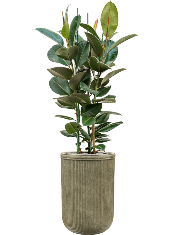 Ficus elastica 'Robusta' in Baq Vertical Rib Office Plant With Pot 183cm Height 41cm Dia