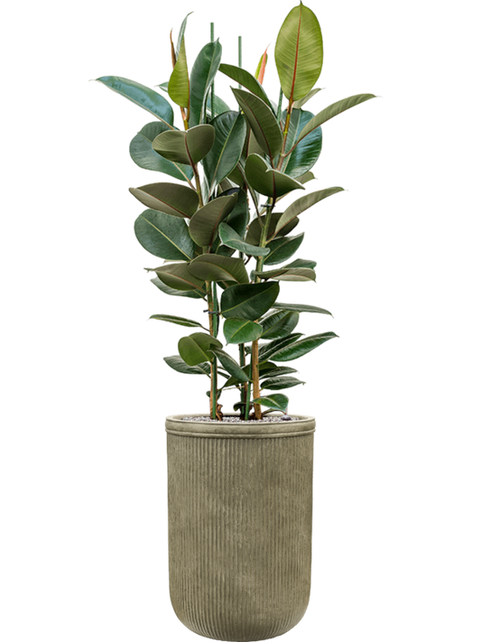 Ficus elastica 'Robusta' in Baq Vertical Rib Office Plant With Pot 183cm Height 41cm Dia