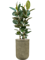 Ficus elastica 'Robusta' in Baq Vertical Rib Office Plant With Pot 183cm Height 41cm Dia